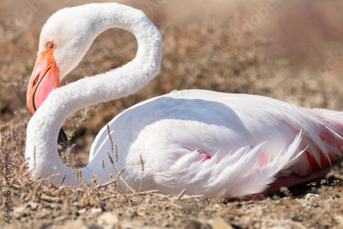 Parece que se ha despertado este Flamenco común (Phoenicopterus roseus) pero aun atontado