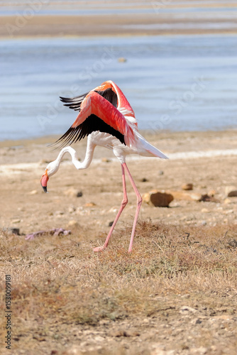Aterrizando este precioso Flamenco común (Phoenicopterus roseus)