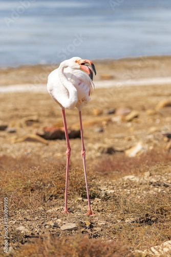 Un poco molesto por mi presencia este Flamenco común (Phoenicopterus roseus)