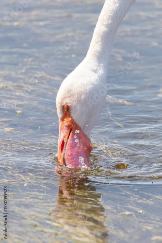 Flamenco común (Phoenicopterus roseus) alimentándose en la laguna