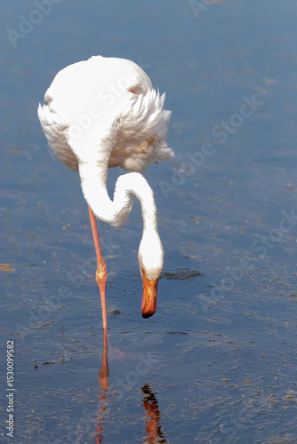 Buscando donde picar algo este Flamenco común (Phoenicopterus roseus)