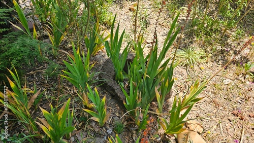 Green sprouts emerging from a cut tree trunk in dry soil — regeneration and nature resilience concept