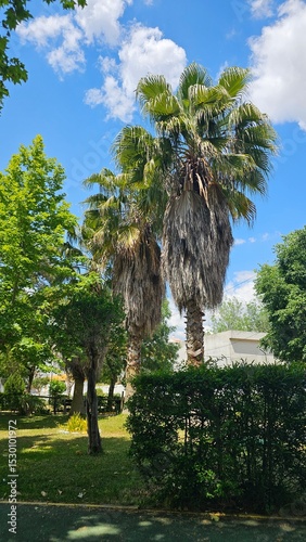 Tropical palm trees in a lush green park under bright blue sky with clouds — summer nature scene