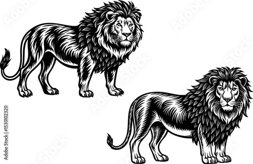 lion and lioness. A lion standing confidently, isolated on a white background.
