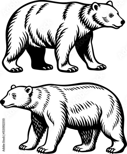 polar bear vector. A polar bear walking, isolated on a white background