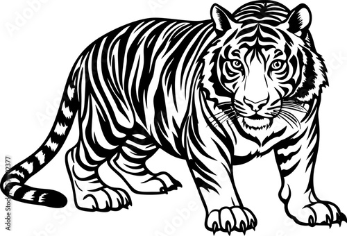 tiger vector illustration. A tiger crouching in a hunting pose, isolated on a white background