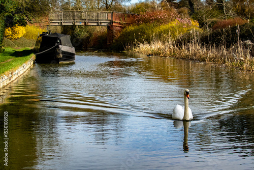 Fototapeta Naklejka Na Ścianę i Meble -  Lone white swan swims on grand union canal in Milton Keynes Buckinghamshire England UK with wooden bridge and narrowboat in background