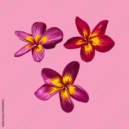 Vibrant Plumeria Flowers in Bloom pink background 