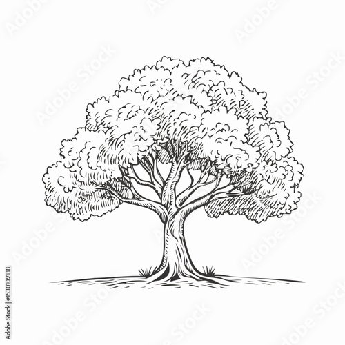 Drawing of olive Tree. Sketch of big Oak. Hand drawn vector illustration. Black engrave