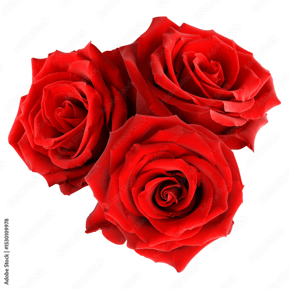 Naklejka premium Beautiful red rose flowers isolated on white