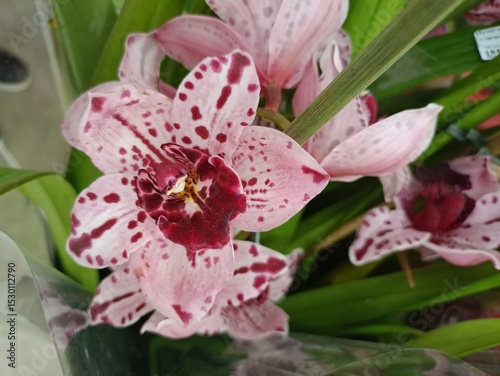 pink orchid flower photo