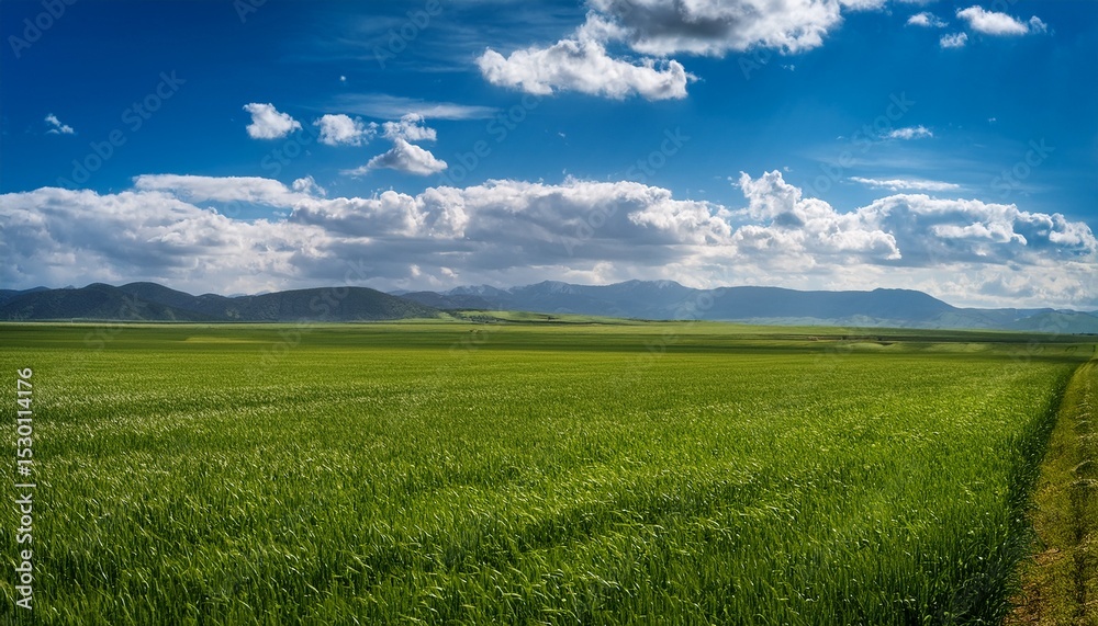 Obraz premium a vast verdant agricultural field stretches to the horizon under a bright partly cloudy sky with mountains visible in the distance