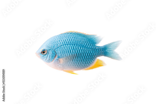 Flat-lay studio photo of scattered damselfish, bright lighting, top-down view, isolated on black background showing fresh catch sheen and vivid markings
