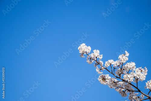 春、青空に咲く桜の花
