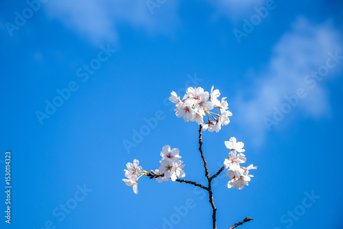 春、青空に咲く桜の花