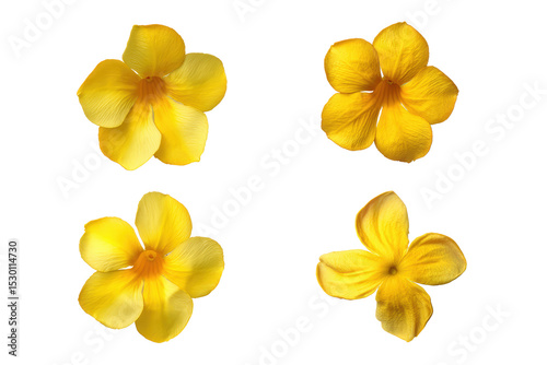 Flat-lay floral composition of allamanda flowers set, no background