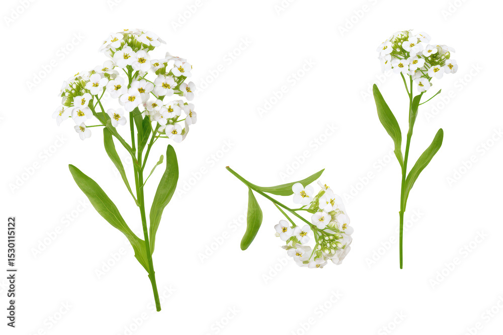 custom made wallpaper toronto digitalFlat-lay studio photo of white alyssum flower cluster centered, bright soft studio lighting, top-down view, isolated on black background showcasing delicate floral details and pure white petals