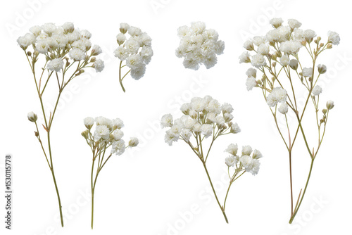 Flat-lay studio photo of clustered baby's breath bouquet, soft studio lighting, top-down view, isolated on black background displaying airy white blossoms