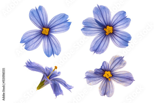 Flat-lay studio photo of blue-eyed grass flowers arranged symmetrically, soft lighting, top-down view, isolated on black background revealing vivid petals and golden centers