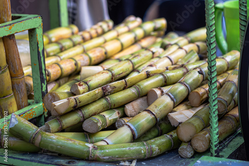 Fresh Sugarcane Stalks for Juice Production