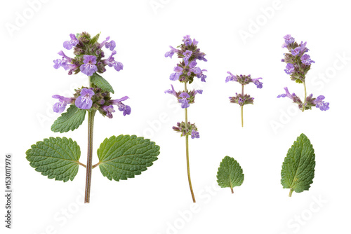 Flat-lay studio photo of lavender catnip spikes arranged symmetrically, soft lighting, top-down view, isolated on black background showing serrated leaves and clustered blooms