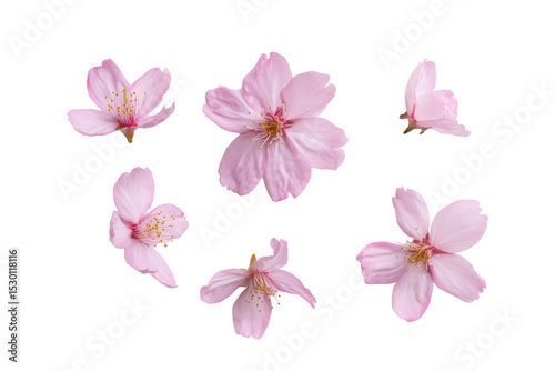 Flat-lay photograph of scattered cherry blossom petals, soft lighting, top-down view, isolated on black background showing airy texture and soft blush hue