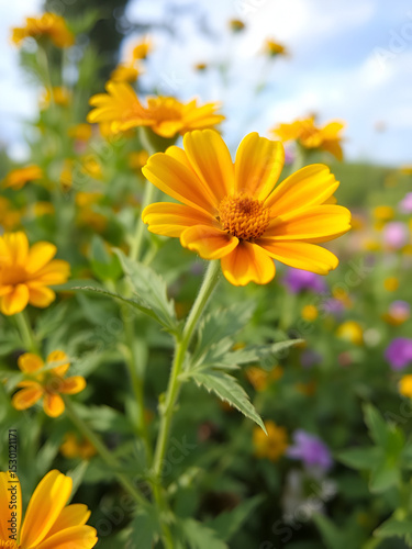 Blooming Wallflower in Nature's Garden: Stunning Yellow and Orange Blossom for Spring and Summer Plant Enthusiasts
