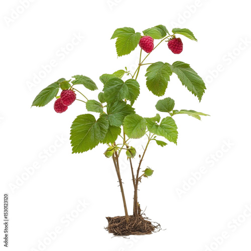 Raspberry plant with ripe red berries growing on stems with green leaves against a colorful striped background