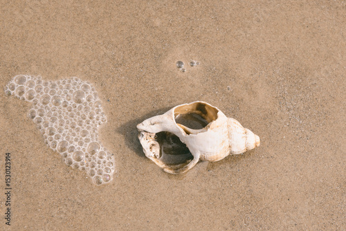 Old broken whelk shell on sandy beach
