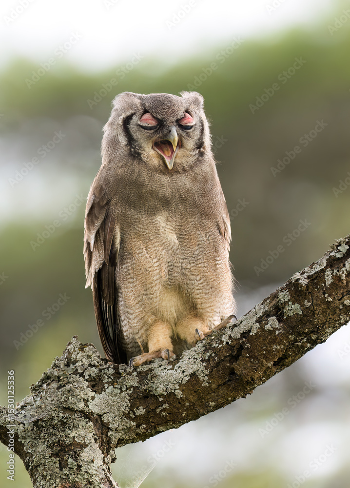 Verreaux's Eagle owl Vocalizing on Tree Branch on Blur Background Verreaux's Eagle owl Vocalizing on Tree Branch on Blur Background