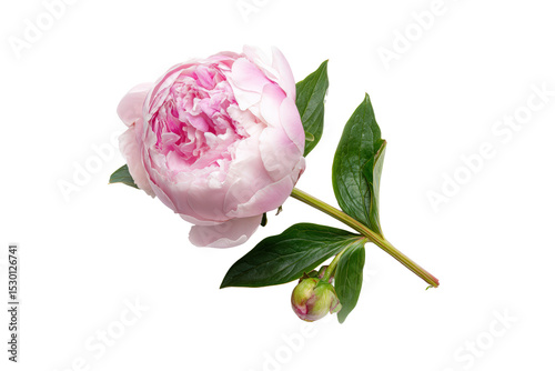 Flat-lay studio composition of peony flower set, no background