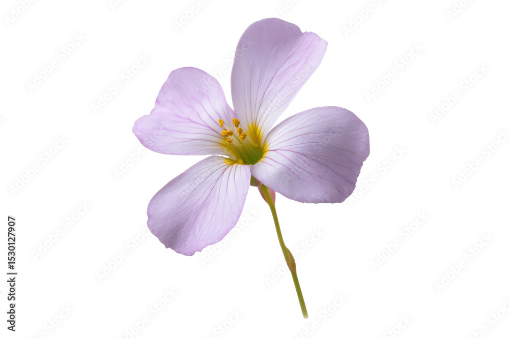 Obraz premium Flat-lay image of meadow flowers symmetrically arranged, bright lighting, top-down angle, isolated on white backdrop revealing gentle pastel colour palette