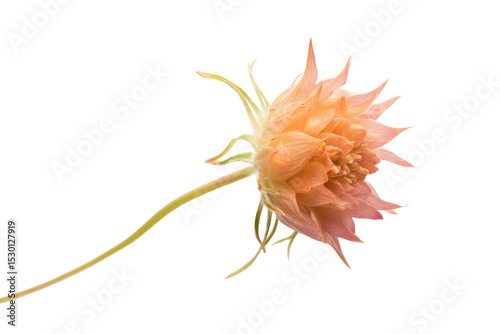 Wallpaper Mural Delicate field flower detail flat lay, no background Torontodigital.ca