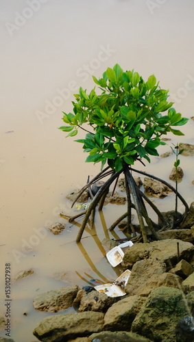 mangrove tree