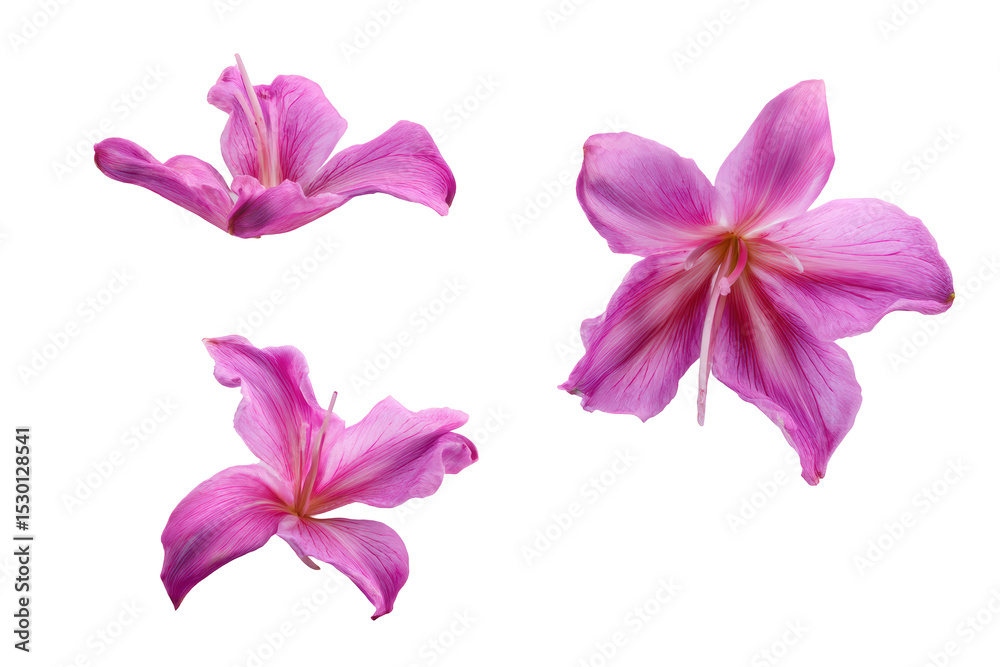 Flat-lay studio photograph of symmetrical Flor-de-seda globes, soft lighting, top-down angle, white backdrop revealing vivid fuchsia spheres Flat-lay studio photograph of symmetrical Flor-de-seda globes, soft lighting, top-down angle, white backdrop revealing vivid fuchsia spheres