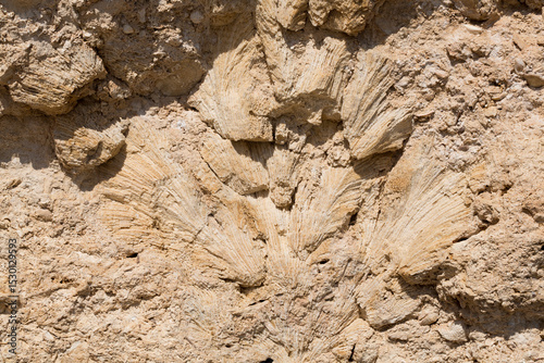 Fossil corals of the Red Sea. Ancient creatures, turned into stone. Reef corals. photo