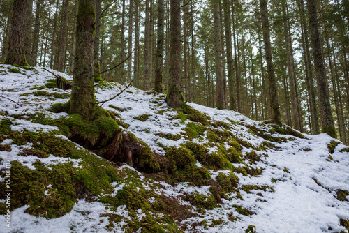 Dense forest hillside with moss-covered tree roots and snow patches in Sweden during early spring