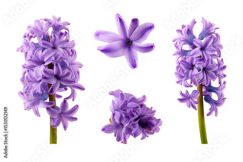 Studio flat-lay of hyacinth
