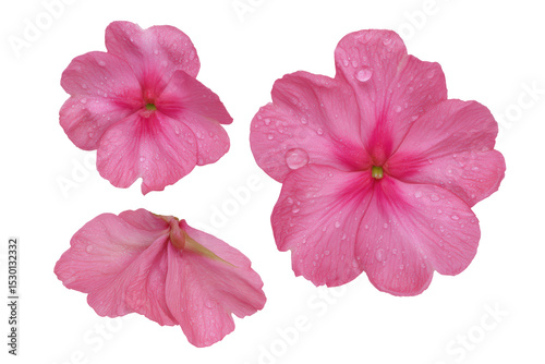 Pink impatiens flower flat-lay