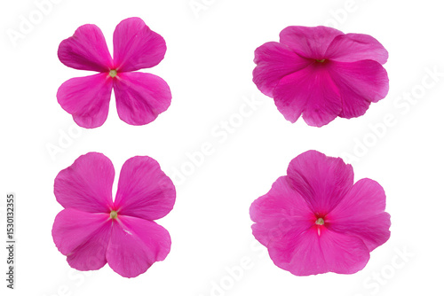 Studio flat-lay pink impatiens
