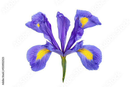 Wallpaper Mural Isolated iris flower on white Torontodigital.ca