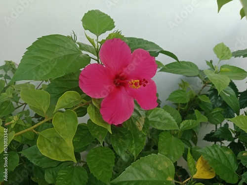 Flowers Bloom in the Quiet Morning