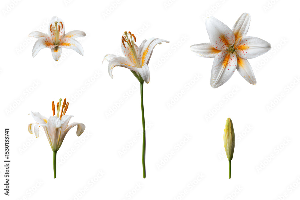 Obraz premium Studio flat-lay single Lilium flower, no background