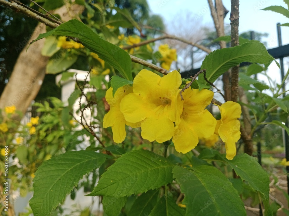 Fototapeta premium Flowers Bloom in the Quiet Morning