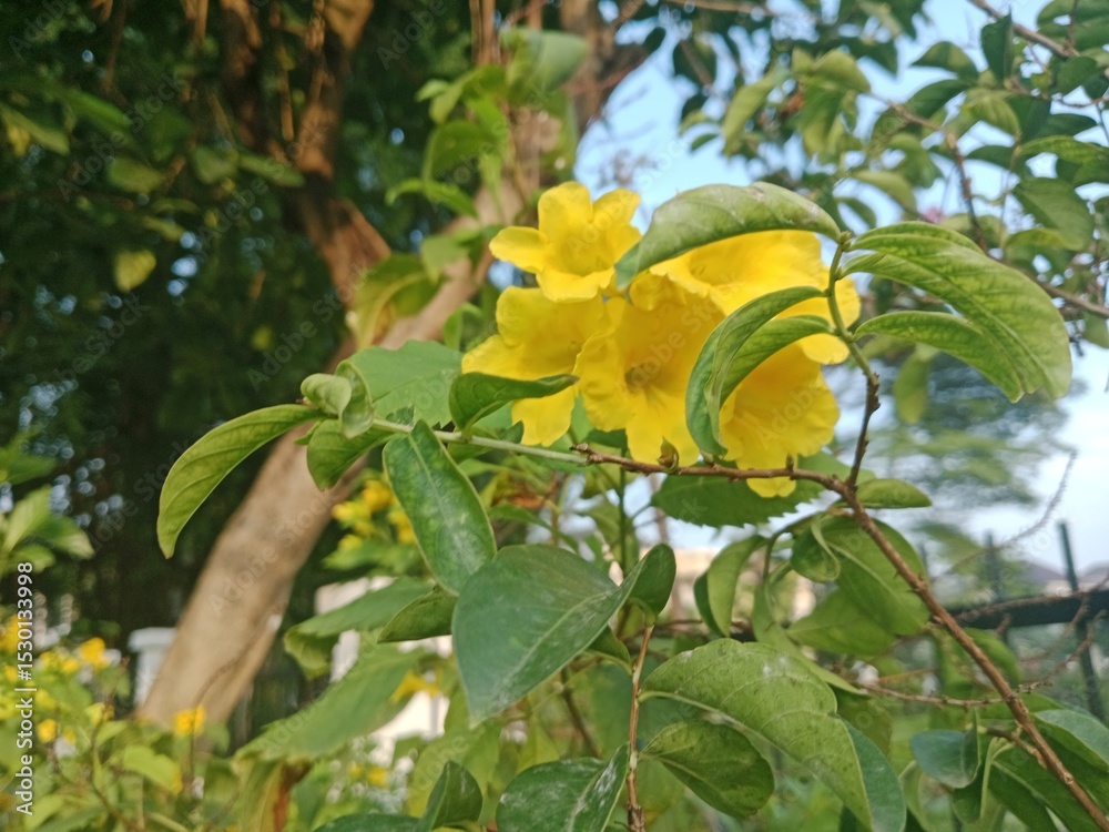 Fototapeta premium Flowers Bloom in the Quiet Morning