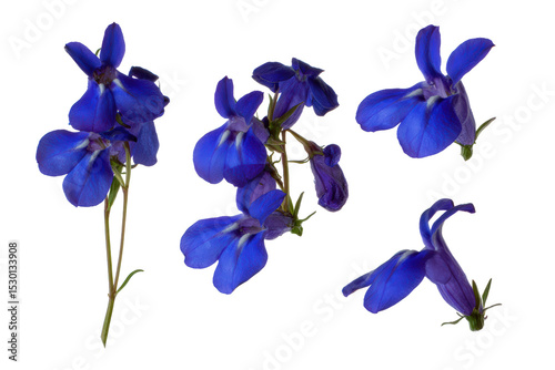 Delicate blue lobelia petal detail flat lay, no background