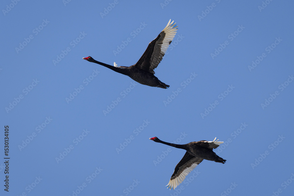 Fototapeta premium Swanning through life