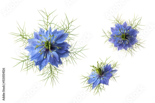 Top-view Nigella damascena bloom isolated, no background