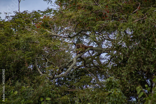 Monos aulladores (Alouatta caraya) del rio yacuma photo