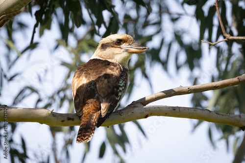 Laughing kookaburra (Dacelo novaeguineae), Tilba, NSW, June 2025 photo
